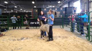 The Clipper Girl Midwest Horse Fair 2015 Brooke Sheridan [upl. by Devinne]