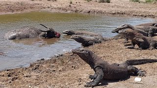 A group of komodo hunting a big buffalo [upl. by Bradly]