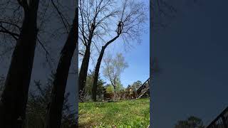 Shagbark hickory removal [upl. by Althee221]