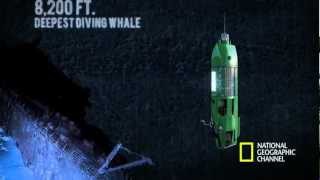 The Life Aquatic with James Cameron  Mariana Trench Dive [upl. by Neelhtakyram292]