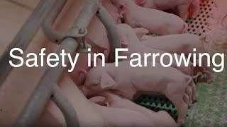 Safety in Farrowing [upl. by Ahseena]