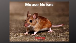 Mouse Noises  What Sounds do Mice Make  Mice in the Home [upl. by Aerdnaxela483]