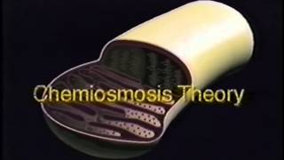 Mitochondria and ATP Synthesis [upl. by Eniamart]