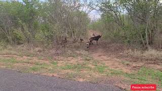 Sable vs a pack of wild dogs wilddogs animals wild wildlife [upl. by Arabelle]