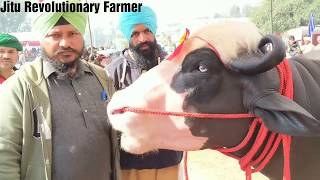 KOHINOOR कोहीनूरNili Ravi Bull OwnerShButa singh DistrictMoga Punjab National Champion Bull [upl. by Itch]