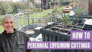 How to take perennial Erysimum cuttings [upl. by Hammad380]