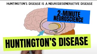 2Minute Neuroscience Huntingtons disease [upl. by Amhser586]