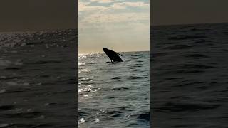 Cab Ride to the Hotel 🐳 PVR Mexico 🇲🇽 whale travel [upl. by Einaj]