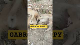 PUPPY FIGHTPUPPY SOUNDPUPPY FIGHT VOICEtrendingvideo trendingshort viral trending dog [upl. by Suriaj]