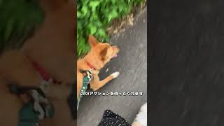 【元保護犬らんまるとなな】ななの引っ張り癖はちょっと改善？ shorts dog 元 かわいい 可愛いわんこ かわいい犬犬 子犬 雑種犬飼ってると毎日楽しい 雑種犬 [upl. by Alene]