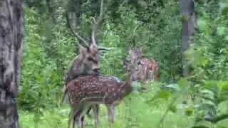 Indian Wildlife  Chital mating [upl. by Muller]