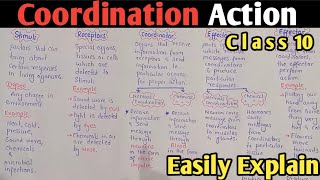 Coordinations Action StimuliReceptorsCoordinatorEffectorResponse Class 10 Biology [upl. by Enrique]