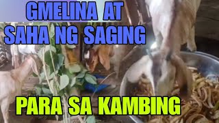 Gmelina at saha ng saging para sa mga goaty happyfarming goatfarming [upl. by Corabelle692]