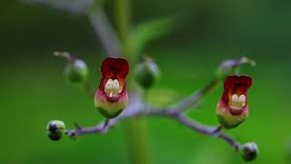 개현삼 Grays figwort [upl. by Alessandra]