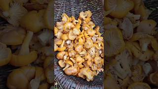 Chanterelle mushrooms [upl. by Miran]