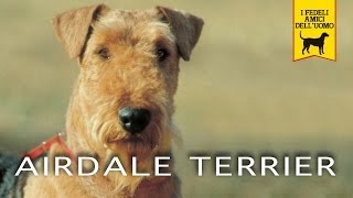 AIREDALE TERRIER Trailer [upl. by Shepp]