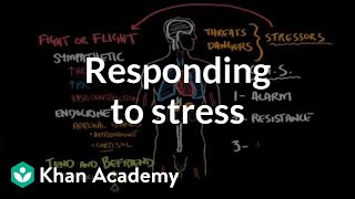 Responding to stress  Processing the Environment  MCAT  Khan Academy [upl. by Emmalee]