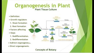 Organogenesis in Plant Tissue Culture DirectIndirect organogenesis HindiUrdu Concepts of Botany [upl. by Ardnoyek]