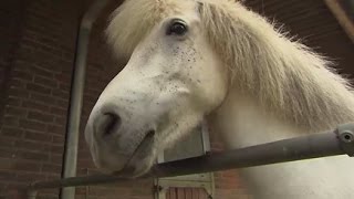 Zu Besuch bei den Islandpferden auf Hof „Vindhólar“ in Stapelfeld [upl. by Meter]