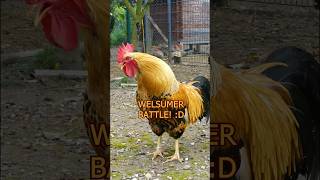 Battle of the Welsummer roosters 🐓💪 zwergwelsumer welsummerchicken hühner roosters bantams [upl. by Petuu]