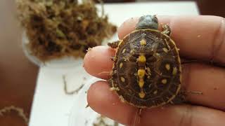 Apulia western Hermann tortoise unboxing and Eastern box turtle unboxing from garden State tortoise [upl. by Dorinda84]