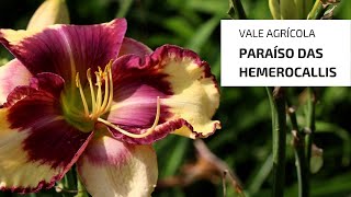 O HOMEM QUE CULTIVA MAIS DE 300 TIPOS DE HEMEROCALLIS [upl. by Eiuqram670]