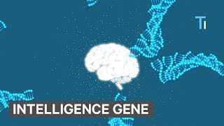 Scientists Discovered New Genes That Make Humans More Intelligent [upl. by Madison]