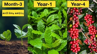 காஃபி விதை முதல் அறுவடை வரைCoffee seed to harvestcoffee plantingHow to grow coffee plant at home [upl. by Berkow107]