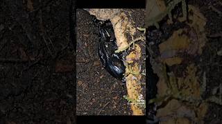 Heterometrus Longimanus 🦂 inverts arachnid scorpion scorpions asianforestscorpion asian pets [upl. by Annanhoj655]