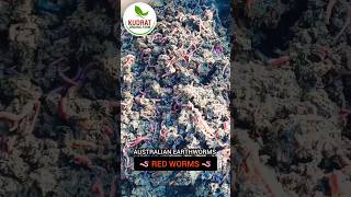 earthworm shorts shortsvideo shortsfeed kechua vermicompost farming organic redworm [upl. by Maddis600]