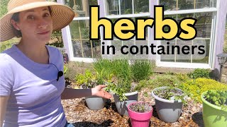 planting HERBS 🪴outside in pots  container gardening  Perennial Annual summer Herb Garden [upl. by Anya]