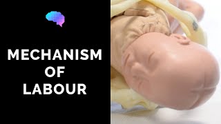 Mechanism of Labour amp Fetal Positions  OSCE Guide  UKMLA  CPSA [upl. by Erodisi]