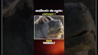 తాబేలుకు ఈ జ్ఞానం ఎవరిచ్చారు  Maitreya Channel [upl. by Eninahs]