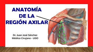 🥇 REGIÓN AXILAR  Fosa Axilar Anatomia Fácil y Sencilla [upl. by Gerty]