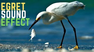 Egret Sound Effect  Herons Sounds [upl. by Constantina]