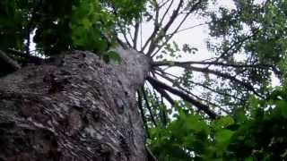 Looking up the trunk of a Giant Alder Tree [upl. by Reywas]