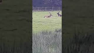 Deer at Margam park outdoors [upl. by Yrehcaz734]