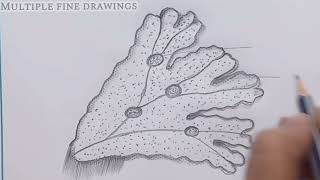 How to draw MARCHANTIA diagram marchantia thallus diagram [upl. by Phebe901]