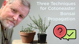 Bonsaify  Three Techniques for Cotoneaster Bonsai Propagation [upl. by Reiners]