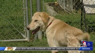 Weber Co shelter sees busy day as pet lovers save animals from euthanization [upl. by Malanie]