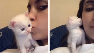 Kitten Kisses Owner Back On Cheek [upl. by Meda]