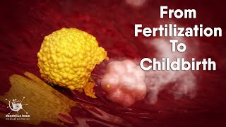 from fertilization to childbirth  3d medical animation  by Dandelion Team [upl. by Jeu845]