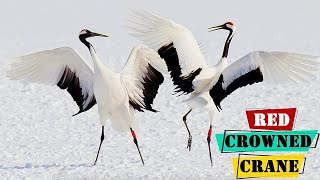 Red Crowned Cranes Courtship Dance [upl. by Mcgrath211]