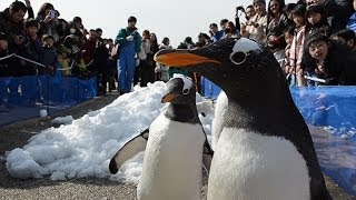 ペンギンがよちよち散歩 名古屋港水族館 [upl. by Fornof]