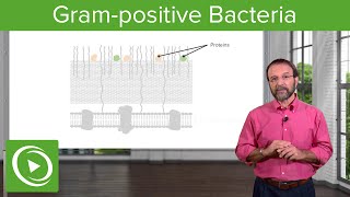 The Grampositive Solution Overview amp Structure– Microbiology  Lecturio [upl. by Newol]