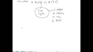 Glycolysis TCA Cycle and ETC [upl. by Russi]