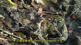 2023 홍방울새 Common Redpoll [upl. by Llimaj575]