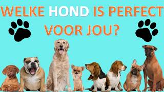 WELKE HOND hondenras PAST PERFECT BIJ JOU  Doe deze test [upl. by Vincenz]