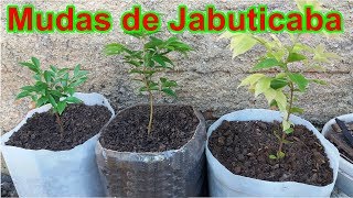 Como produzir mudas de jabuticaba através da raiz [upl. by Sirromaj]