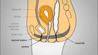 Cvičením proti inkontinenci  slovo odborníka a praktické rady II [upl. by Assiralk764]